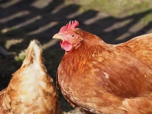 avimehrclinic-Lymphoid-leukemia-in-poultry-.webp