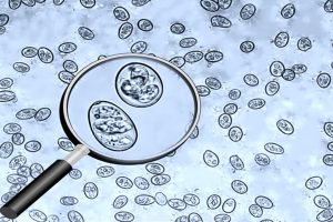 avimehrclinic-coccidiosis-1.jpg
