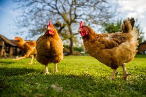 avimehrclinic-gout-in-poultry.jpg