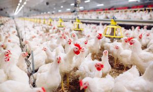 avimehrclinic-coryza-Poultry-Farming-.jpg