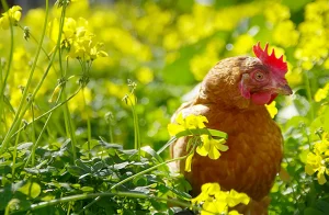 avimehrclinic-laying-hen-cannibalism.webp