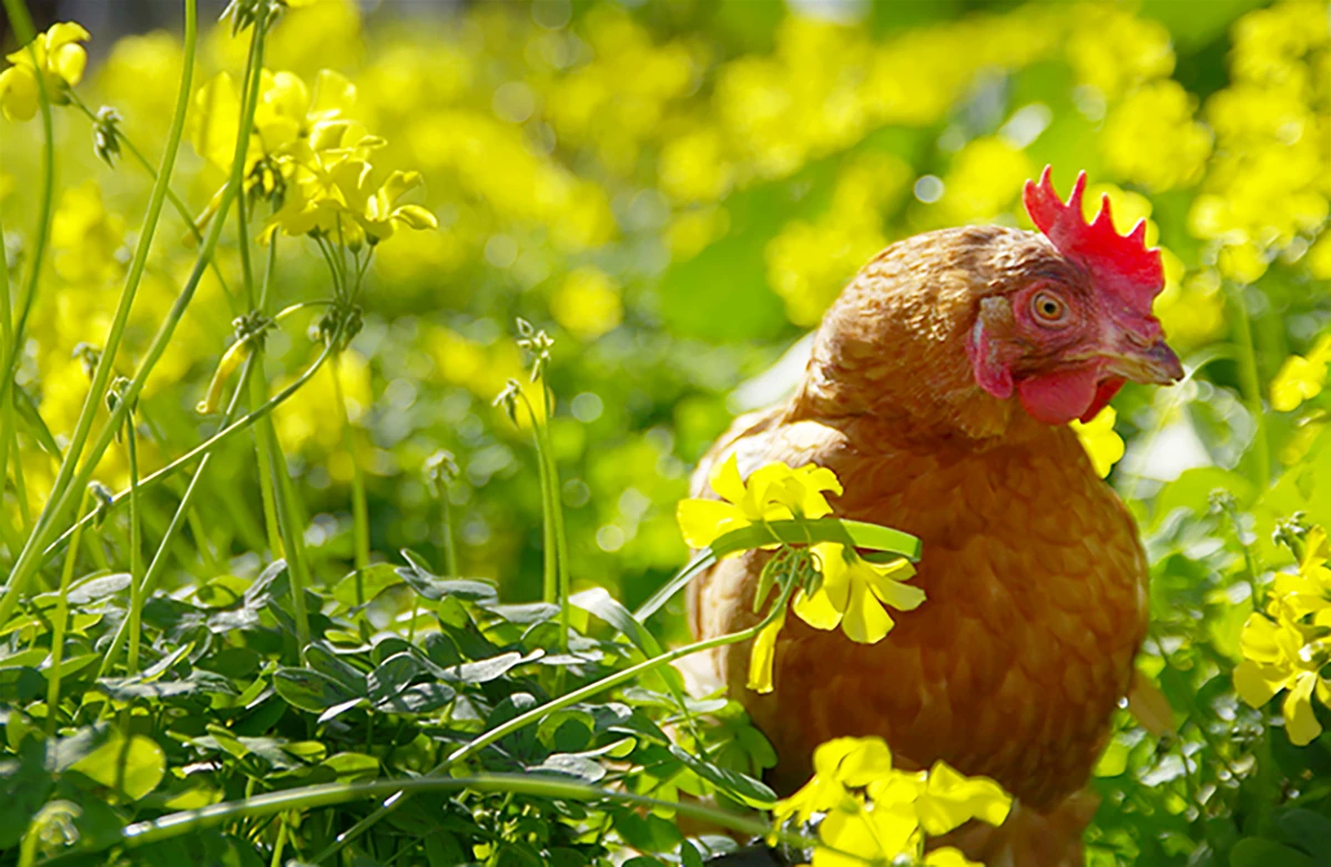 avimehrclinic-laying-hen-cannibalism.webp
